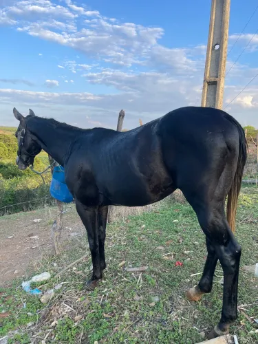 Potro Quarto de Milha com Documento