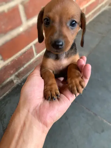 Filhote cachorro Dachshund (Cofap, salsichinha)
