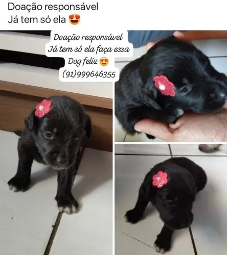 Doa-se uma linda cadelinha preta. NÃO É DE RAÇA. 