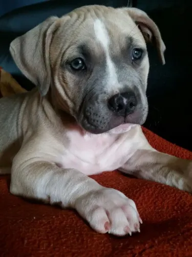 Pitbull - O Melhor Presente Da Vida Tem Quatro Patas!