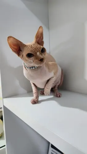 Gata Sphynx 