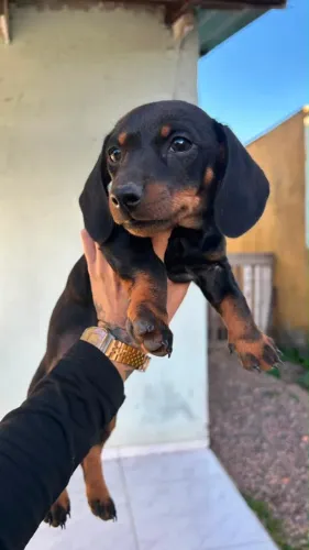Dachshund lindíssimo vacinado 