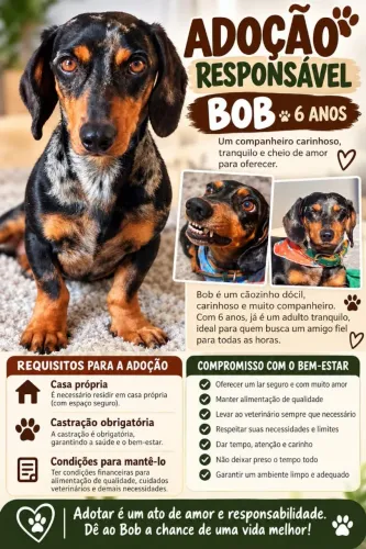 Adoção de Animais