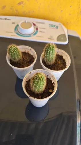cacto 