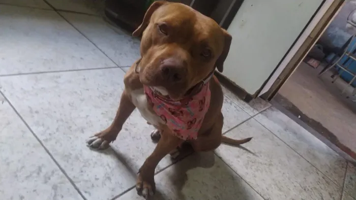 Estou doando cachorro American bull