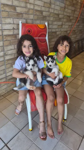 Husky Siberiano Filhotes 