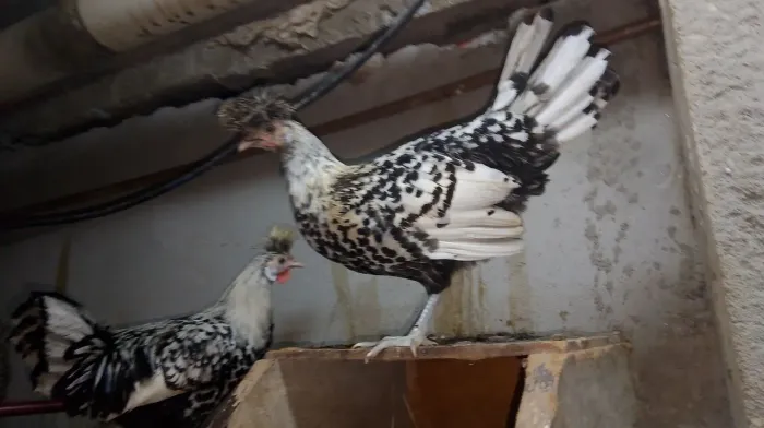 galinha appenzeller