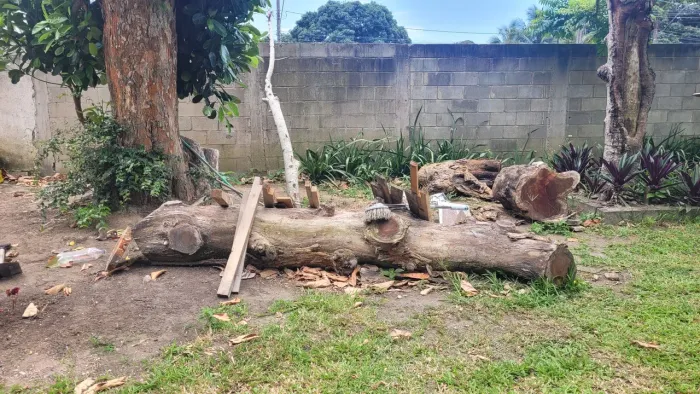 Vendo madeira de jaqueira