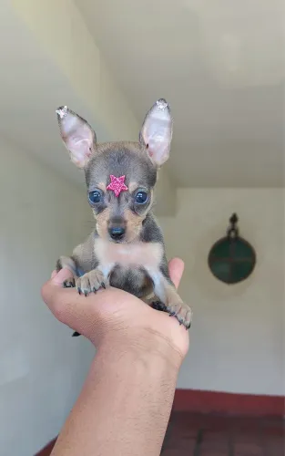 Pinsher raríssimo com vermifugacao 56 dias 