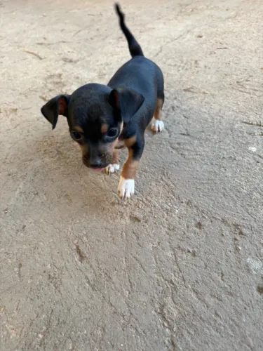 Cachorro