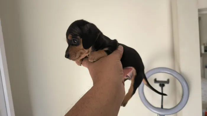 Linda fêmea de Basset teckel preta e canela disponível - alfenas MG