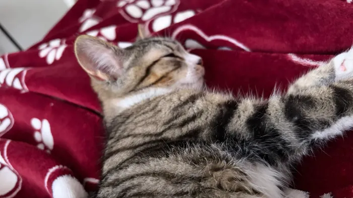 Doação de gatinho macho