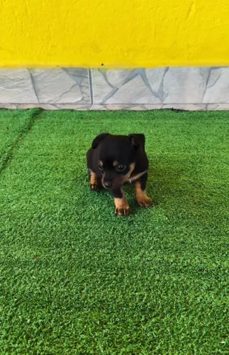 Pinscher 0 filhote disponível! Pequeno no tamanho, grande na personalidade.