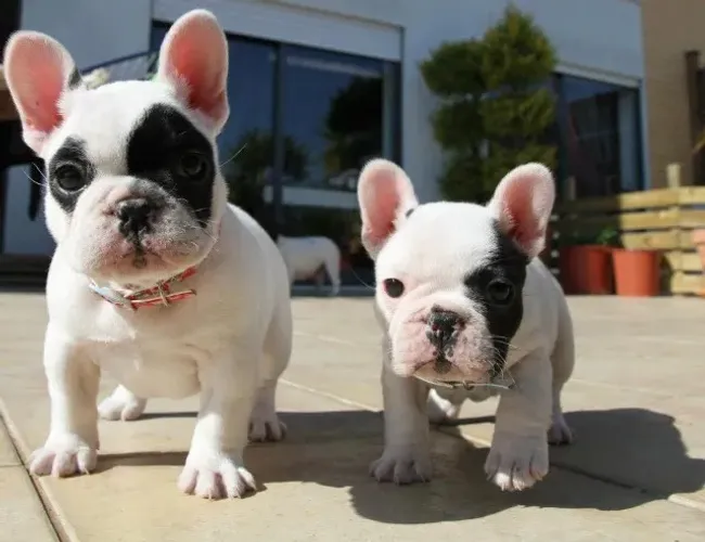 Bulldog frances filhotes disponiveis 