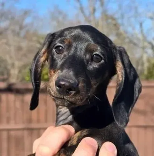Dachshund,Dachshund Filhote Estrutura Perfeita Disponível