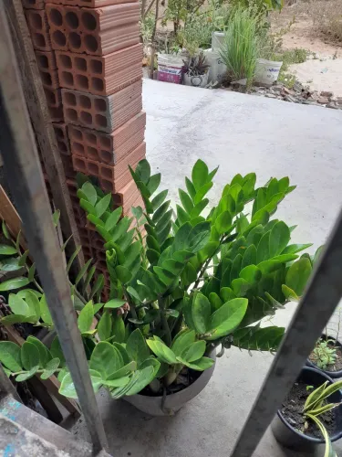 Vendo zamiokulca