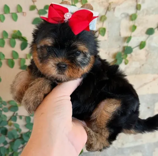 Filhote Yorkshire Terrier, Eles estão prontos para te amar!