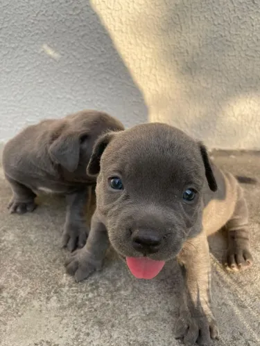 Filhotes de Pitbull com Pit Monster