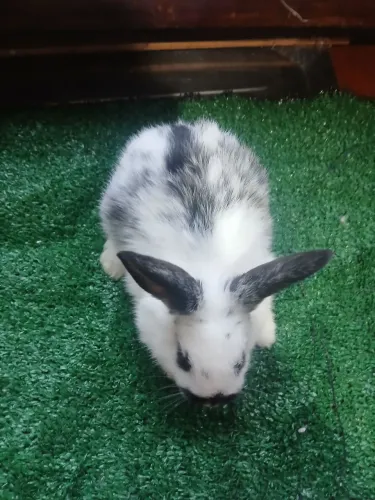 Coelhos 