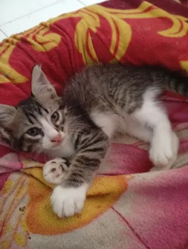 Gatinhos para adoção