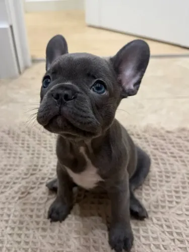 Filhote Bulldog Francês Macho pronta entrega