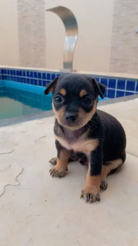 Vendo filhote Pincher