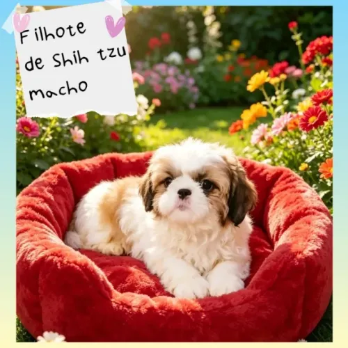 Lindíssimo filhote de Shih tzu macho tricolor, parcelamos em até 12x no cartão.