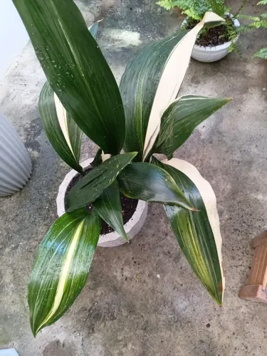 Planta natural