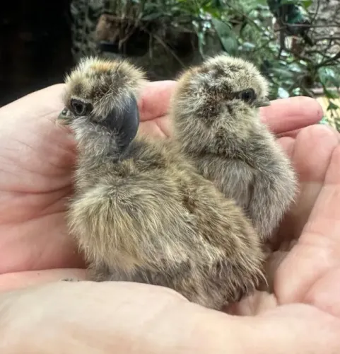 Filhotes de Sedosa do Japão e Sedosa ShowGirl - Perdiz Dourada