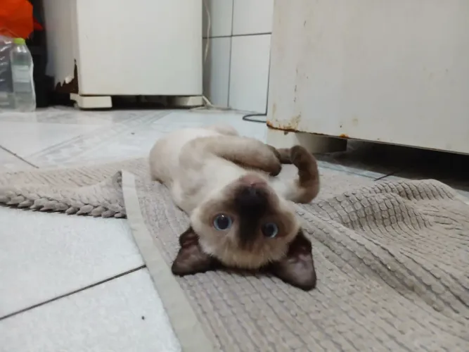 Gatinho SiaLata de lindos olhos azuis