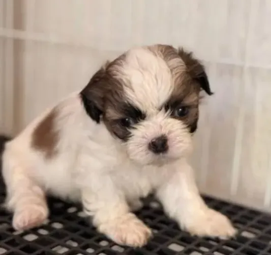 Lhasa Apso Filhotes Espertinhos.