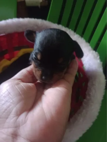 Filhote de Pinscher zero