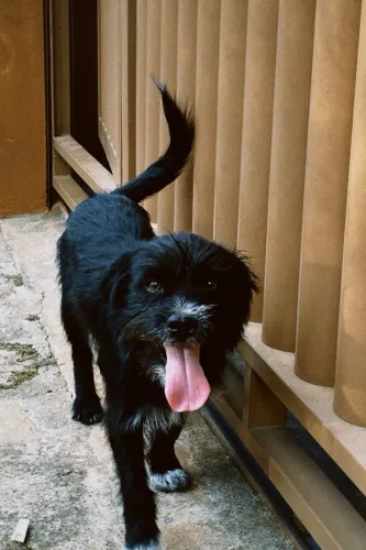 Adoção responsável cachorro alegre