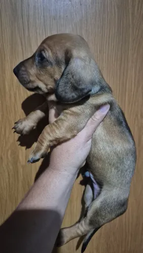 Filhotes da raça Dachshund miniatura ( salsichinha) disponíveis