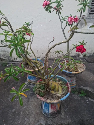 Rosa do Deserto Rosa Drobada( Acompanha vaso próprio)