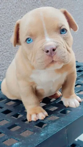 Filhote , American Bully com 45 Dias 