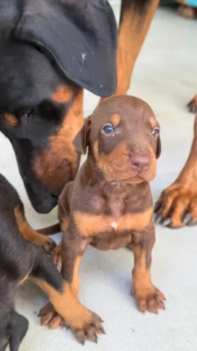 Filhotes de Doberman