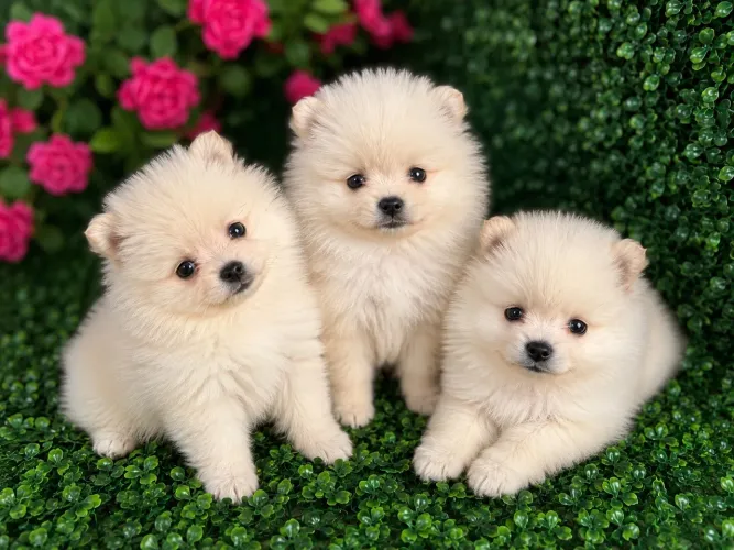 Lulu da Pomerania
