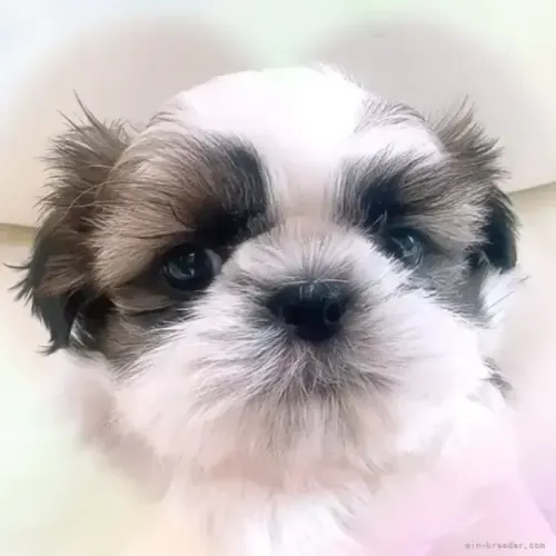 Filhotinhos Macho e Fêmea Carinhosos Shih tzu/shitzu SP