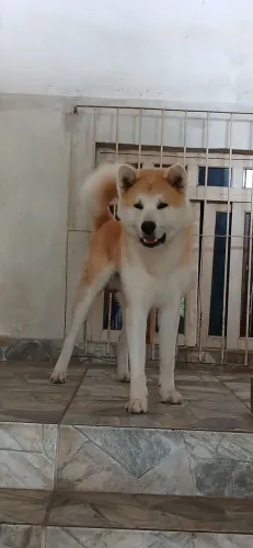 Akita 