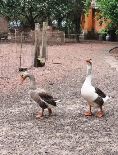 Ganso machos 