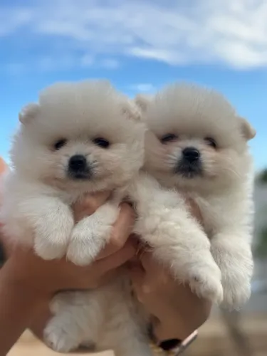 Últimos filhotes Spitz alemão disponíveis ( Machos) 