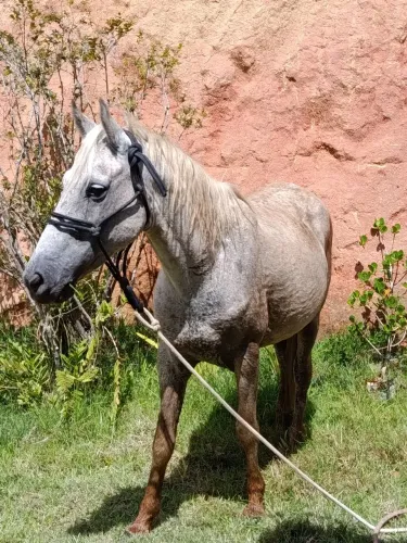 Cavalo manga larga