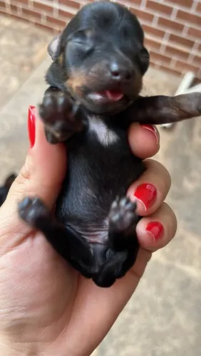 Pinscher PUROS ( Pais no local) Leiam o anúncio