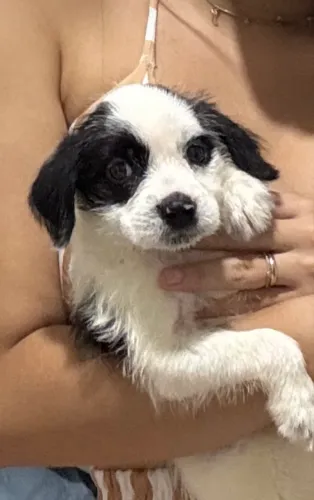 Poodle x Shitzu 