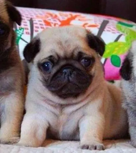 Pug Filhotes Linhagem Diferenciada.