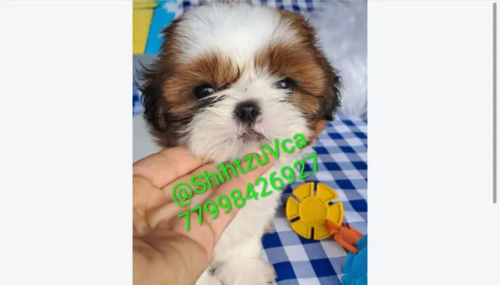 Filhotes de Shih Tzu na promoção