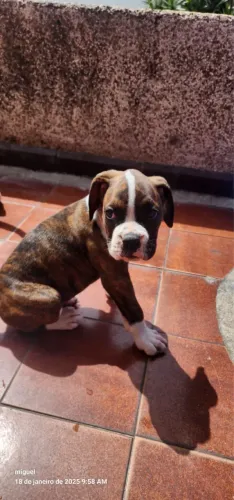Boxer filhotes a venda