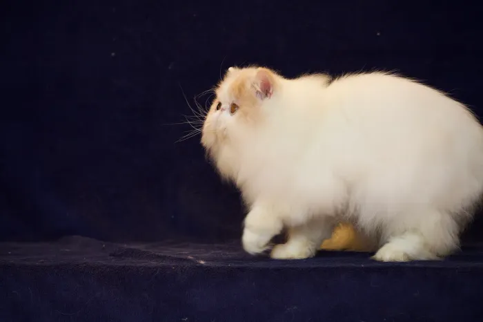 Gato persa macho