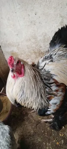 Galo Brahma perdiz salmão
